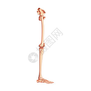 有腿骨的人的骨盆与髋骨 大腿 脚 股骨 膝盖 胫骨的侧视图 解剖学上正确的 3D 平面插画