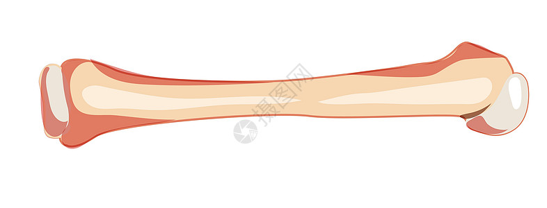 Humerus 手臂骨质板顿人类前部外侧通风视图 一组3D 正确解剖 实际平坦的自然颜色图片