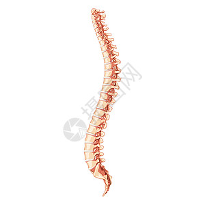人的脊柱脊椎解剖学边横向与椎间盘 矢量平面 3D 逼真插画颈椎病尾骨肋骨光盘弯头手臂骶骨脖子插图绳索图片
