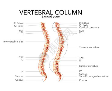 人类脊椎柱侧面横向视图 主要部件贴有标签 并带有和不含间垂直盘片图片