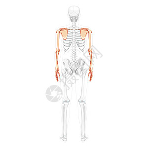 上肢臂有肩套着人类背部的肩膀 骨骼位置部分透明 手实事求是图片