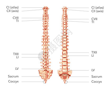 内侧外观的人类脊椎柱 有脊椎部分贴标签 矢量平面现实化概念说明图片