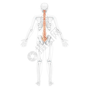人类脊椎柱背面的后视镜 其部分骨架 脊髓 硫酸等均透明图片