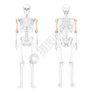 人类前视面后方有部分透明的骨头姿势 3D现实的解解剖正确 但三维实际图片