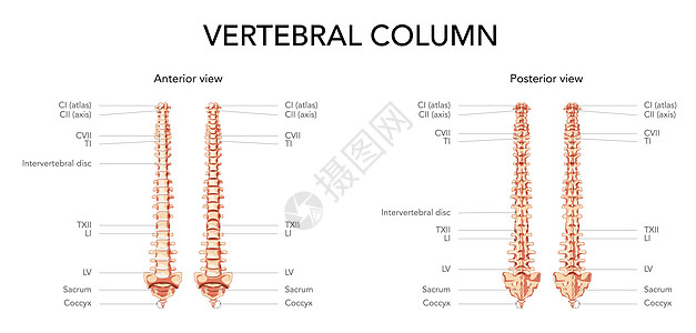 人类脊椎柱在前面 背面有主部件贴标签 带和不带间垂直盘片图片