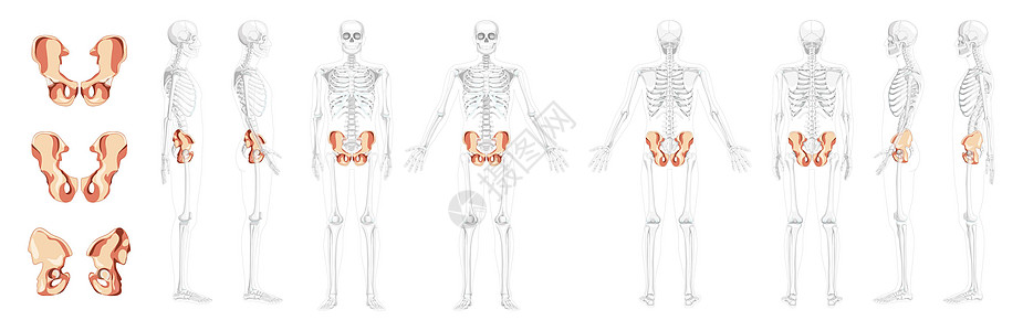 人类前部后侧视图 部分骨骼位置透明 3D现实主义平板建筑图片