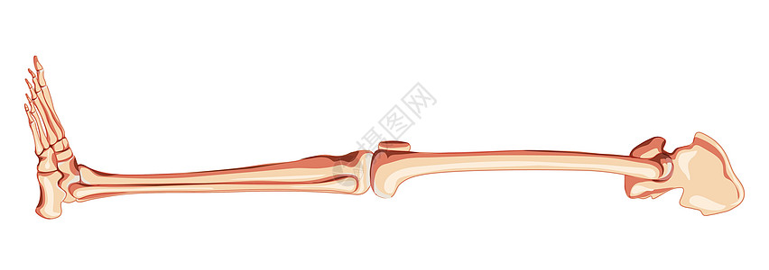 骨骼下肢人体骨盆与腿 大腿脚 脚踝侧视图 解剖学上正确的 3D 逼真图片