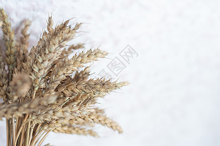白的金耳朵花束面包谷物食物燕麦收成玉米小麦边界种子图片