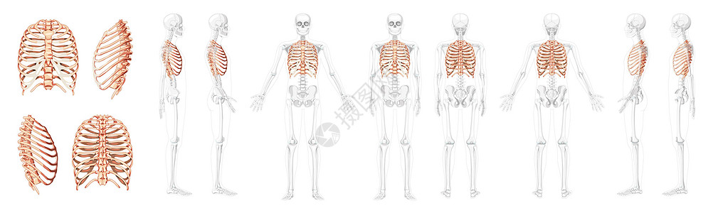 人类骨骼分离和部分透明的骨头 在前侧的左后方视线处位置 3D现实化图片