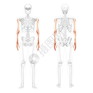 人类前部后视角 部分是透明的骨头位置 一套3D双手 前臂实切平坦图片
