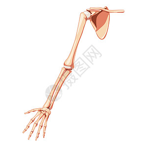 上四肢臂 有肩甲穿梭的骨质板形人前视角 套解剖正确且实际平坦的自然颜色图片