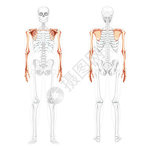 顶端四肢臂上方的骨骼位置部分透明 背面有肩套人形前视线图片