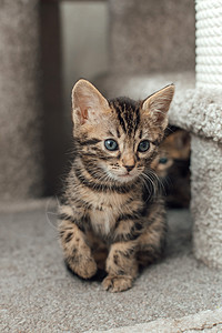 小小可爱坐在一只软猫的架子上的 猫的房子老虎小猫玩具猫咪猫科哺乳动物毛皮乐趣尾巴动物图片