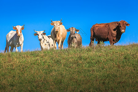 阿根廷牧场巴西南部农村看镜头的牛群畜牧业 正在观看摄像头哺乳动物场地草原团体农场家畜草地晴天牧场天空背景