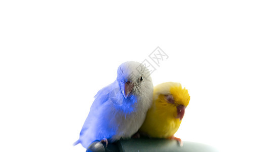 一对小鹦鹉尾巴 白色和黄色的福普斯鸟羽毛眼睛朋友们宠物荒野蓝色热带鸟类翅膀野生动物图片