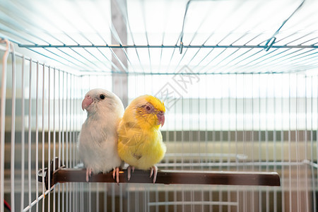 一对小鹦鹉 白的和黄的福普斯鸟 在笼子里朋友们野生动物羽毛蓝色眼睛翅膀鸟类袖珍荒野宠物图片