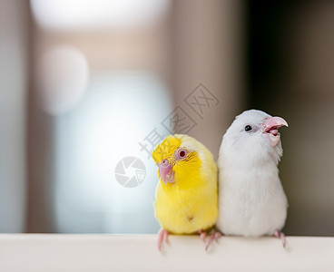 一对小鹦鹉尾巴 白色和黄色的福普斯鸟袖珍羽毛蓝色荒野朋友们眼睛翅膀宠物鸟类热带图片