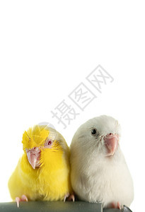 一对小鹦鹉尾巴 白色和黄色的福普斯鸟鸟类热带宠物野生动物朋友们荒野眼睛翅膀袖珍羽毛图片