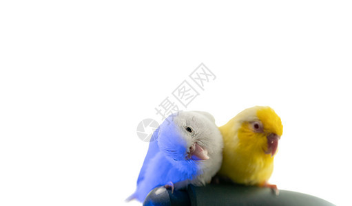 一对小鹦鹉尾巴 白色和黄色的福普斯鸟袖珍蓝色野生动物羽毛荒野朋友们鸟类宠物眼睛翅膀图片