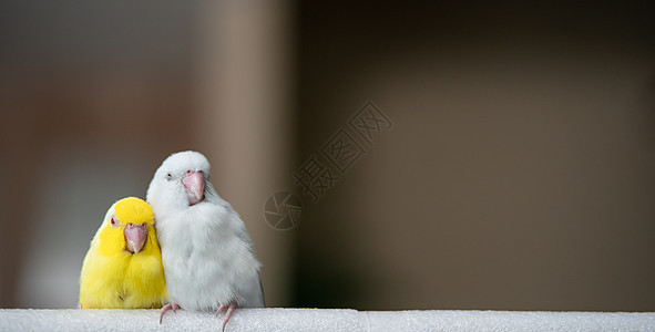 一对小鹦鹉尾巴 白色和黄色的福普斯鸟袖珍翅膀野生动物宠物朋友们眼睛荒野羽毛蓝色鸟类图片