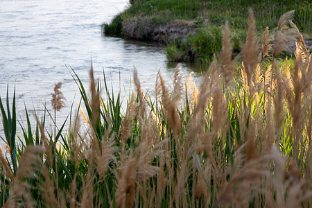 沿白河一带的公有矿床稻草场地森林蓝色叶子晴天植物湿地天空海报图片