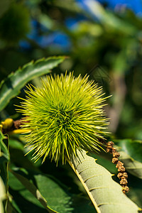 栗子树食用自然高清图片