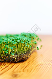 织布上生长的微绿色芥子种子 木本密密密草坪农业养分幼苗食物生物托盘营养绿色植物叶子叶绿素图片