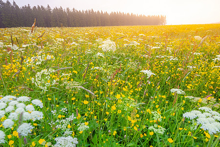 德国弗赖堡附近春季有野花的黑森林风貌 黑色森林景观松树农村村庄旅游花朵草地晴天林地目的地环境图片
