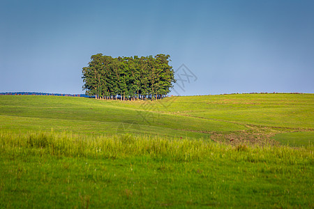 巴西南部南南里奥格兰德州的树木面积和Pampa草原孤独生长寂寞天空农场农村生活场地旅行牧场图片