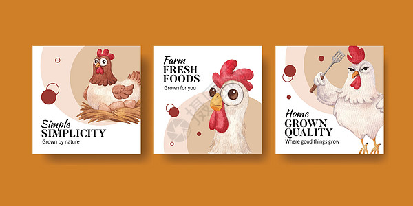 含有养鸡场食品概念 水色风格的板条模板农业家禽卡通片营销啤酒食物餐厅村庄农家院公鸡图片