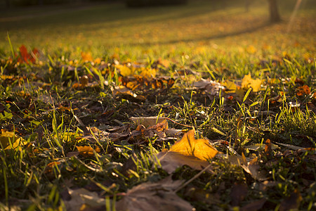 秋天的树叶 秋天的落叶落在地上 落叶背景叶子植物群广告太阳卡片橙子金子植物传单图片