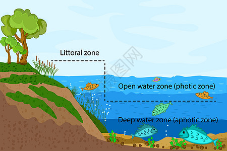 湖生态系统 湖水量测量中的纬度淡水信息环境湖泊植物风景科学卡通片沼泽支撑图片