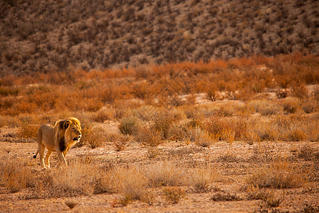 卡拉哈里狮子 5119高清图片