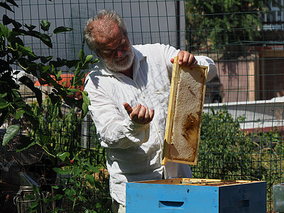 养蜂大师拔出一个带蜂蜜的框 从蚁群中的蜂巢里提取出来免疫框架花蜜控制蜂窝蜂房蜜蜂殖民地梳子安全图片