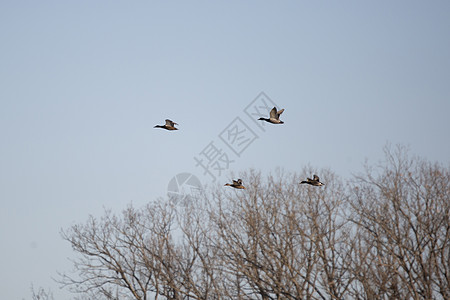 四只马勒达鸭在飞行中图片