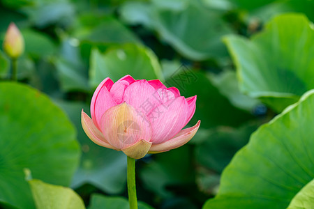 盛开的荷花一朵粉红色的莲花在风中摇曳 以他们的绿叶为背景 自然环境中湖上的莲花场荷叶宏观植物花园花粉花朵植物群视频叶子荷花背景