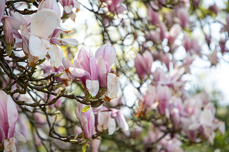 带有大粉红花朵的木兰花和大粉花 略微冻坏生长分支机构园艺庭园紫色花园斑点花瓣玉兰冰箱图片