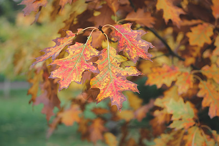 美丽的秋叶在这个季节 秋季公园的一棵橡树上 秋色鲜艳的树叶摇摆 秋天的多彩背景季节性绿色棕色阳光黄色森林红色日落环境橡木图片