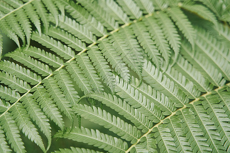 Fern 叶子紧紧 天然花生本底森林棕榈季节树叶植物学蕨类绿色植物生长荒野植物图片
