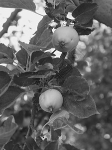 苹果树枝水果农场中未浸没的有机苹果花园阳光树枝出口柠檬奶奶抛光生长通货膨胀坚果背景