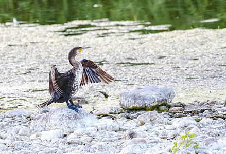 石头上的水鸟荒野动物账单羽毛野生动物动物群翅膀烘干鸟类图片