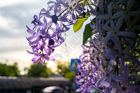紫壁以阳光为背景的花朵为焦点图片