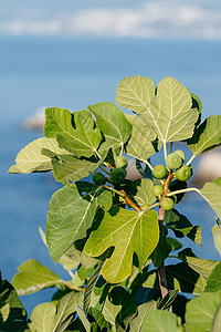 束在一棵无花果树的绿色无花果反对海背景 无花果分支与水果图片