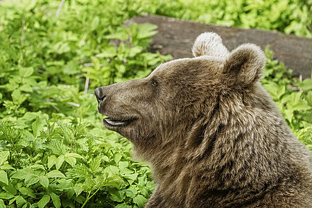 棕熊的肖像荒野主题捕食者形目野生动物动物群食肉毛皮哺乳动物动物图片