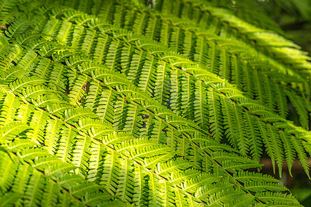 热带绿叶植物的质地 自然形态背景和热带绿叶植物图片