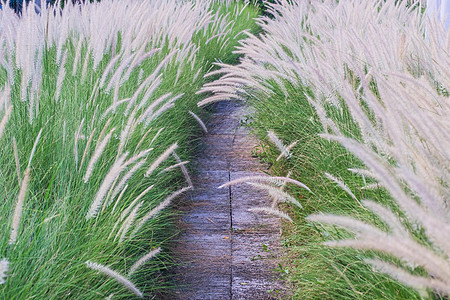 野生小麦草原本底路径和田地植物小路草地背景生态叶子森林植物学公园野草图片