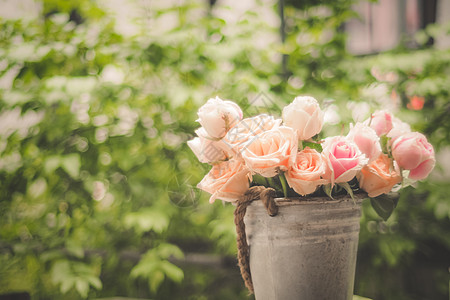 花朵在夏花花园盛开 粉红玫瑰花朵在户外种植植物群墙纸植物草地粉红玫瑰粉红色草本植物季节织物卡片图片