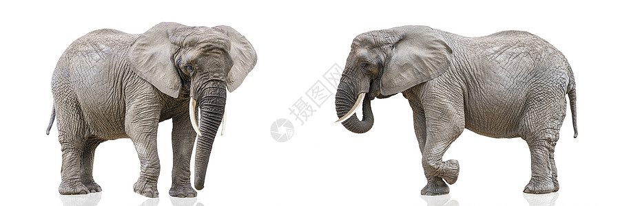 在白色的两只行走的大象的隔离 白色制服背景上孤立的非洲大象 大象特写照片 侧视图图片