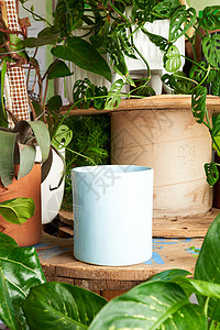 青菜盆栽用于木制桌上植物的白土锅园艺花园绿色花盆叶子背景