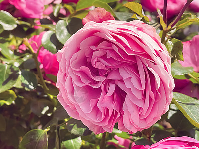 夏花花园的美丽灌木玫瑰 夏季在英格兰赫特福德郡开花 种植和园艺环境后院花瓣植物学花盆生长花坛中心花园购物图片